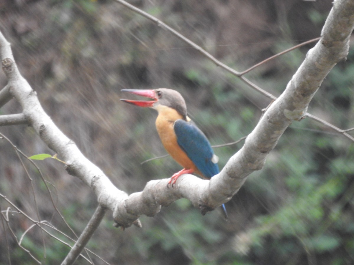 Stork-billed Kingfisher - Arun Karthi