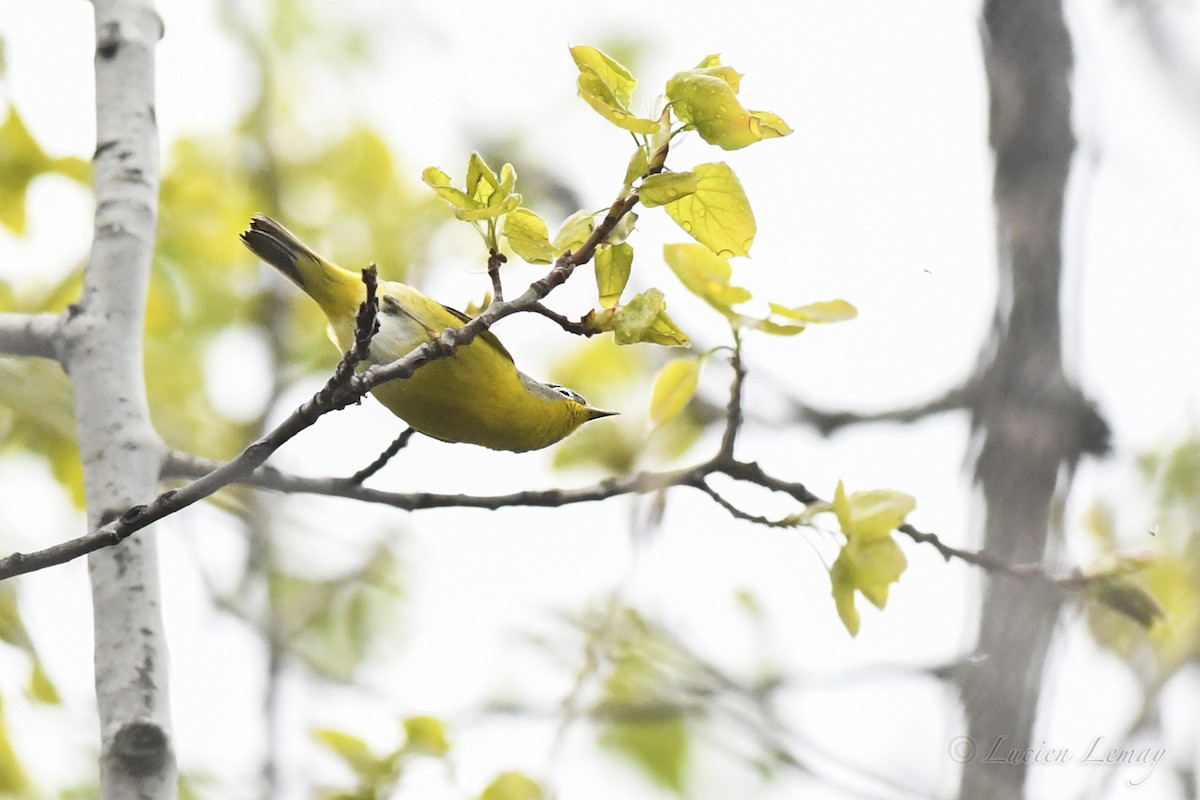 Nashville Warbler - Lucien Lemay