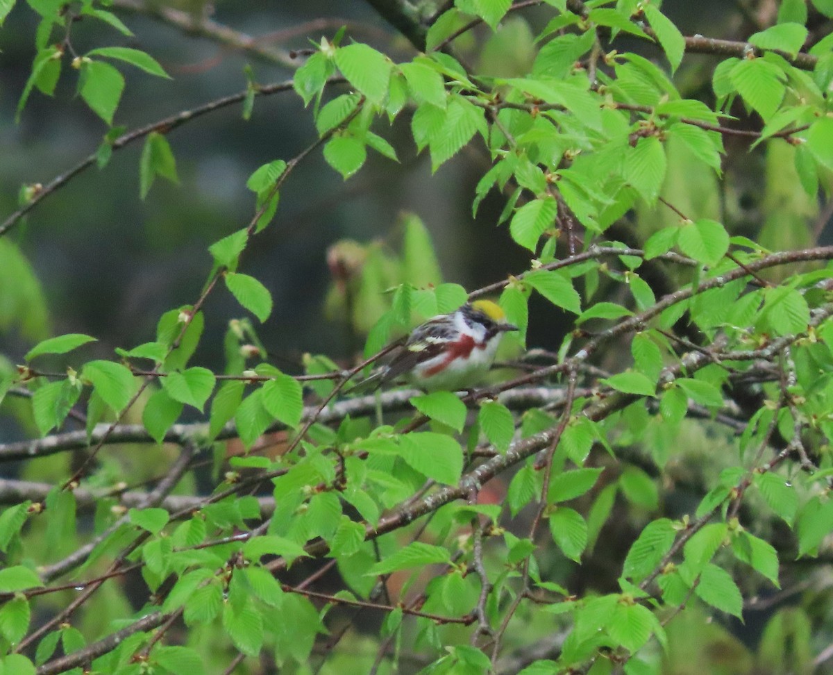 Chestnut-sided Warbler - Lori Arent