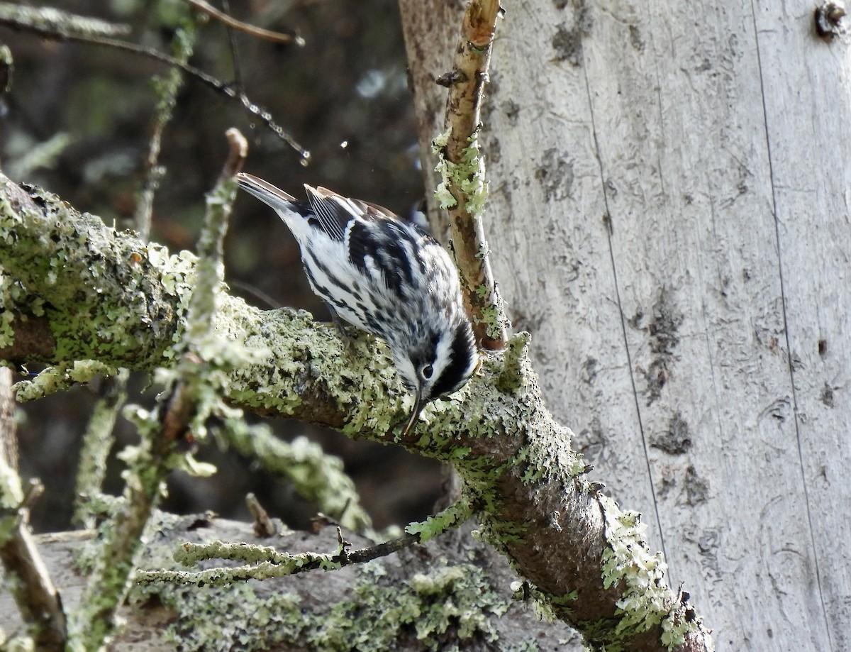 Black-and-white Warbler - Matthew Gilbert