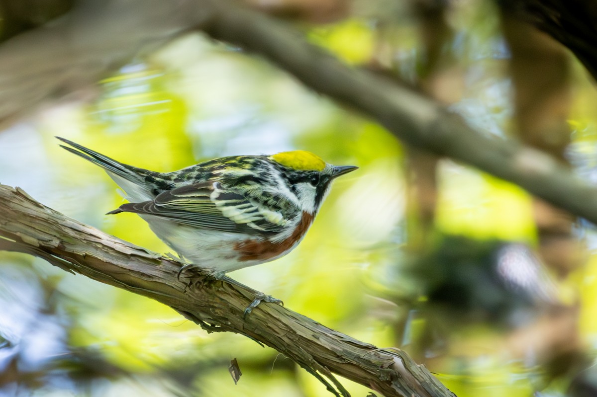 Chestnut-sided Warbler - Michael Warner