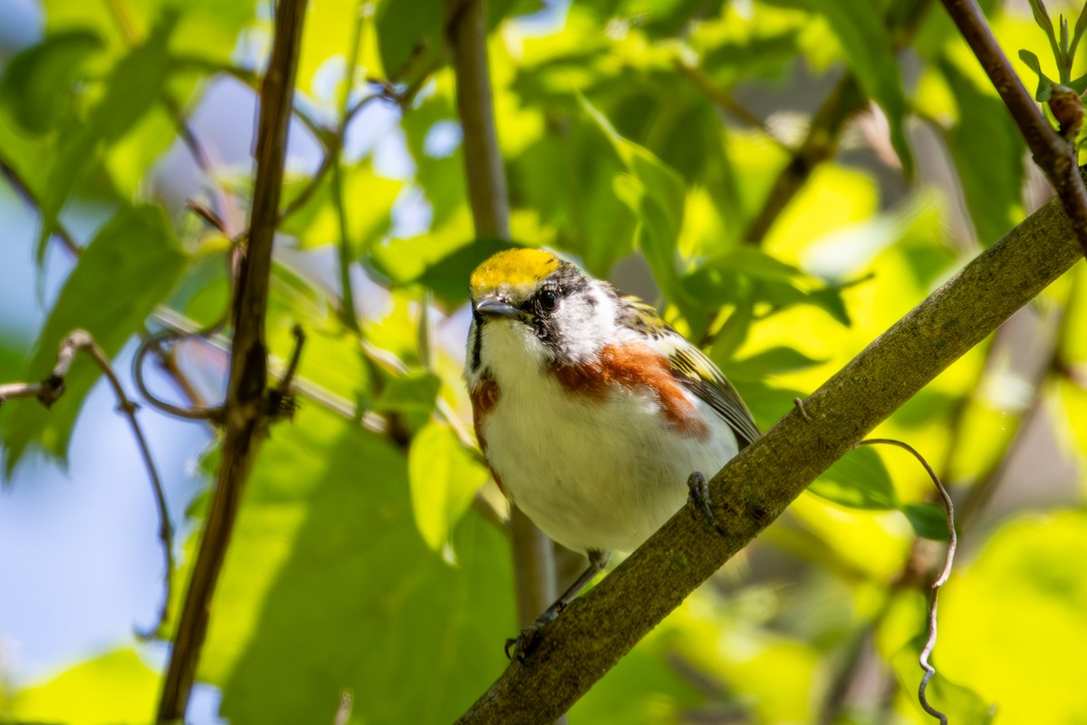 Chestnut-sided Warbler - Michael Warner