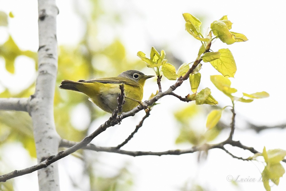 Nashville Warbler - Lucien Lemay