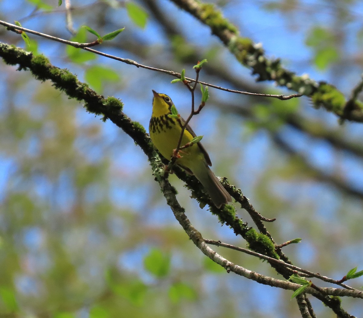 Canada Warbler - Lori Arent