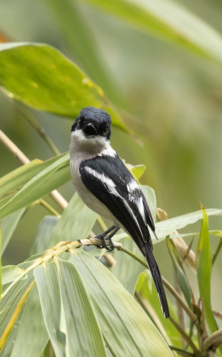 Bar-winged Flycatcher-shrike - ML619481265