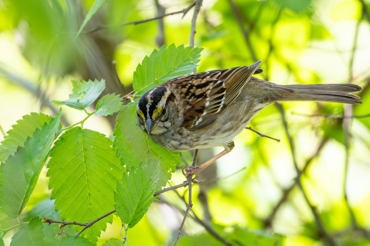 White-throated Sparrow - Michael Warner