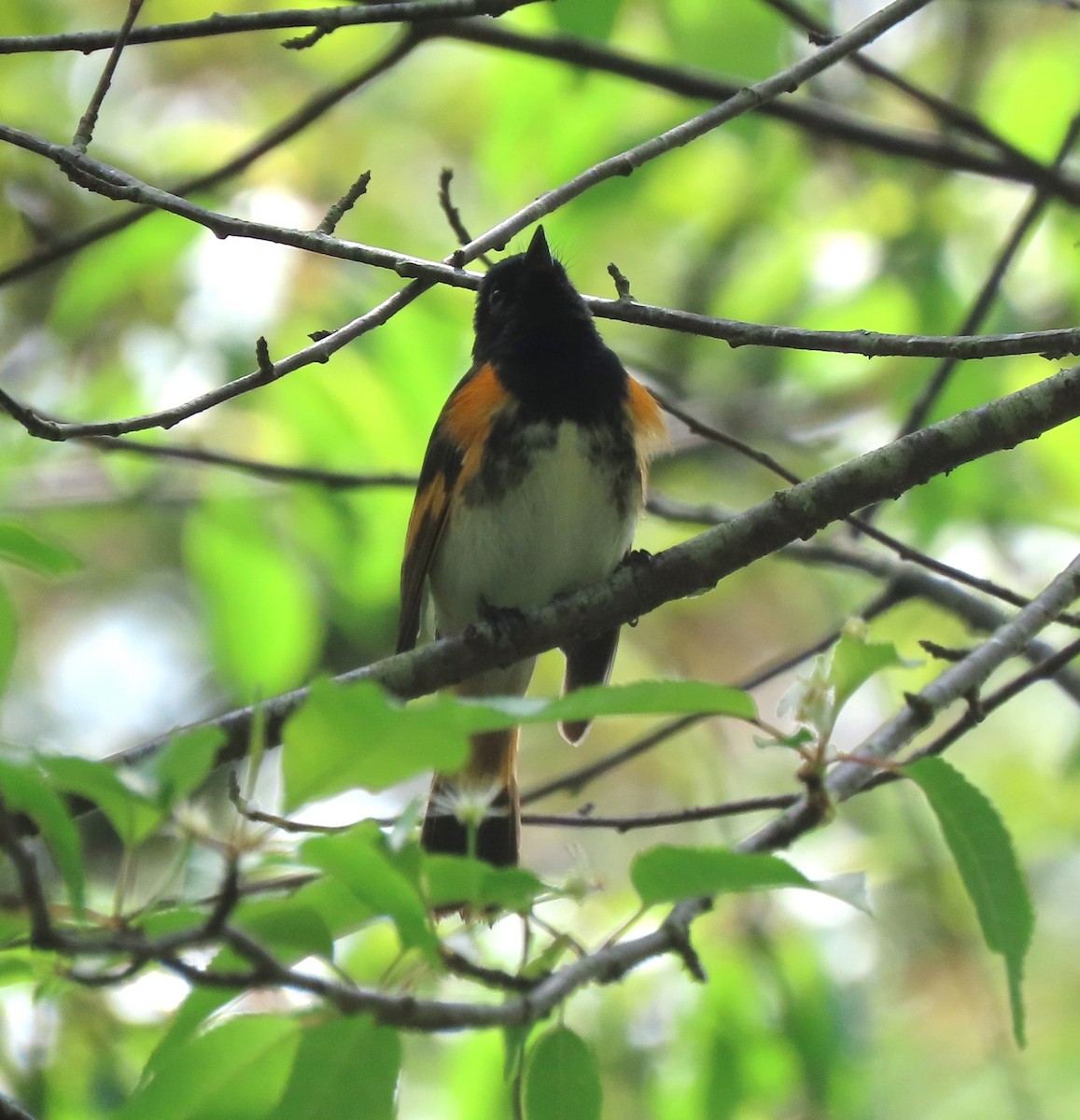 American Redstart - Lori Arent