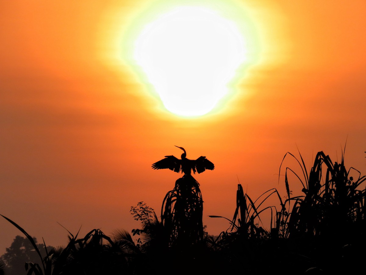 Oriental Darter - Sreelal K Mohan