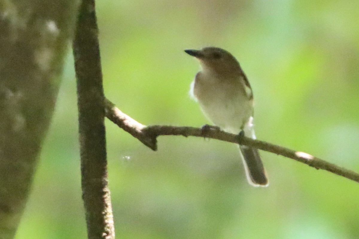 White-vented Whistler - David Morrison