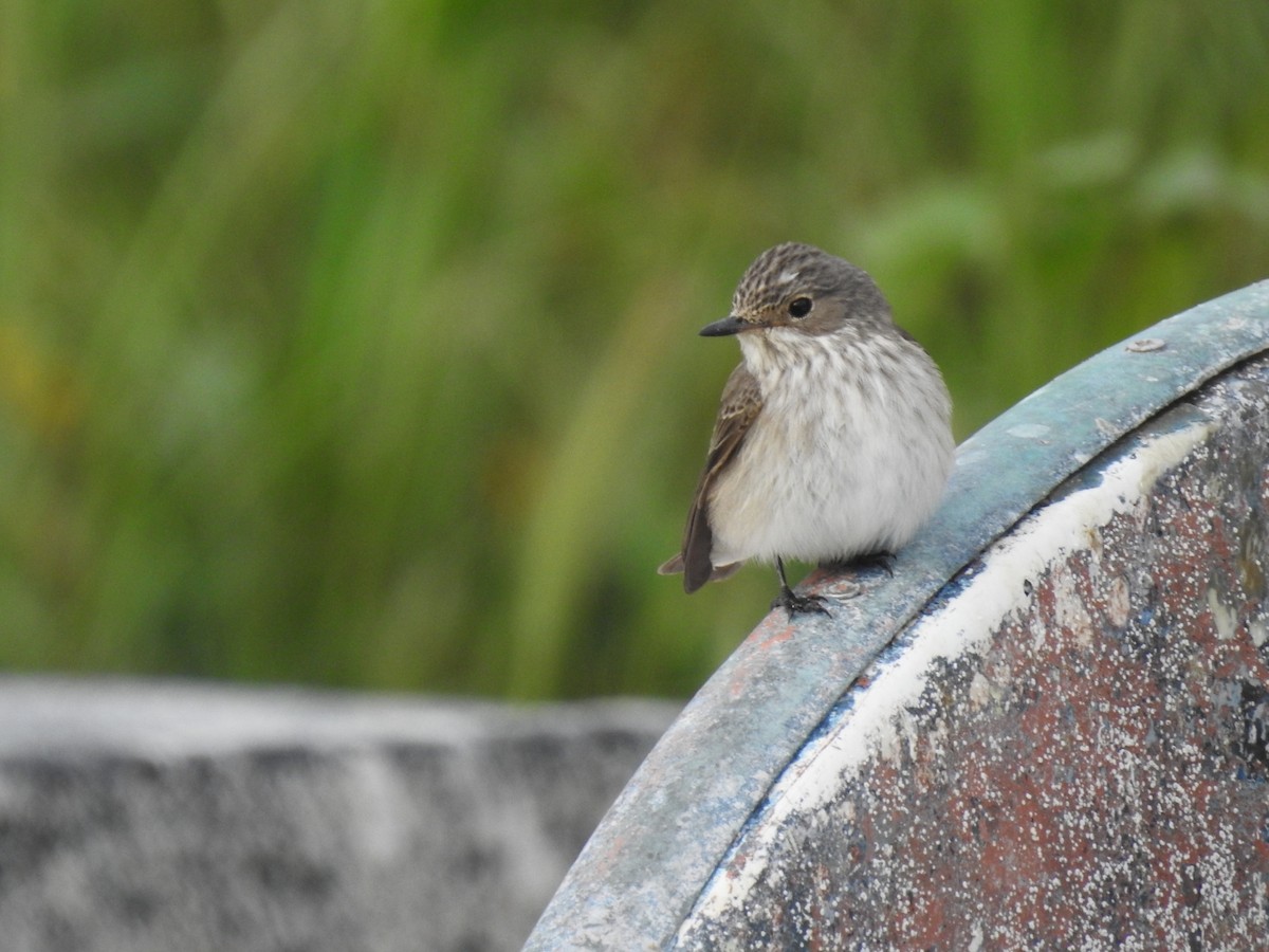 Spotted Flycatcher - Fabio Marcolin