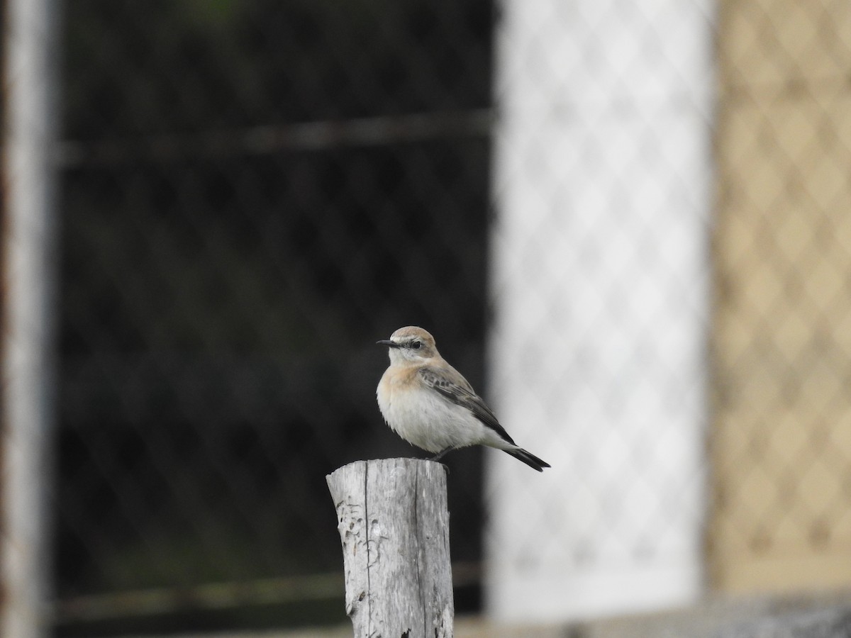 Eastern Black-eared Wheatear - Fabio Marcolin