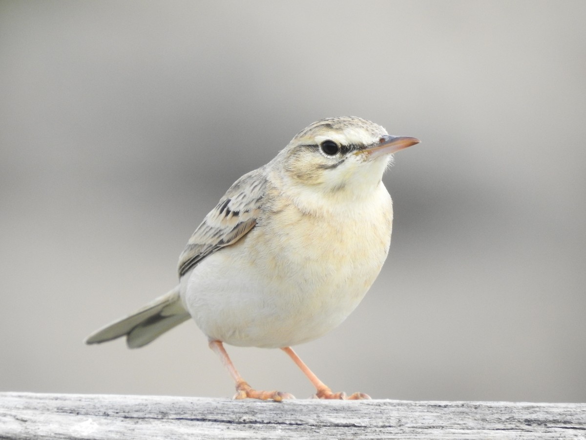 Tawny Pipit - ML619481316