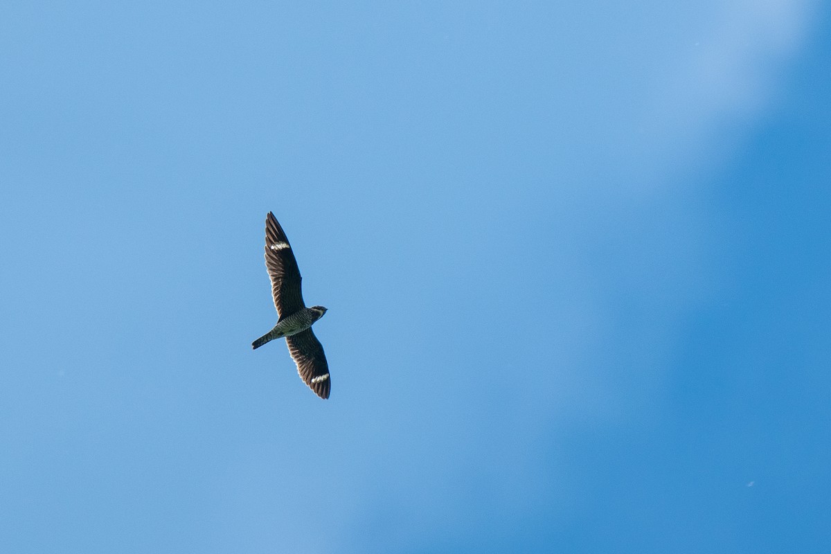 Common Nighthawk - Susan Teefy