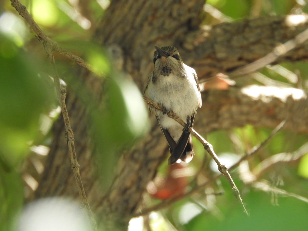 Costa's Hummingbird - Thomas Bürgi