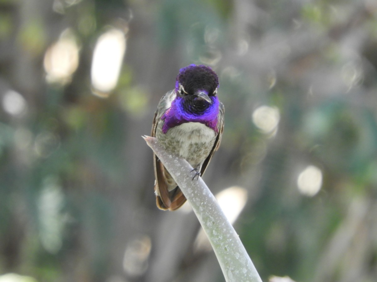 Costa's Hummingbird - Thomas Bürgi