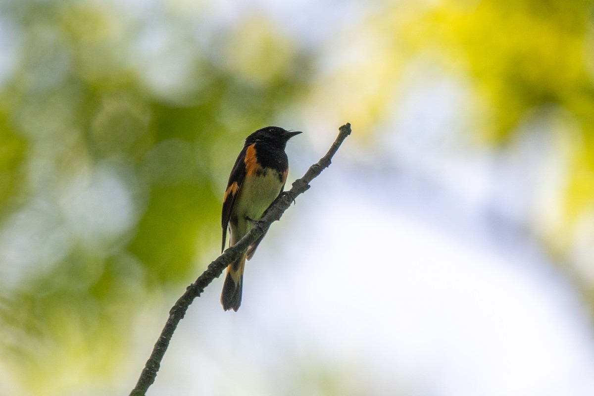 American Redstart - Susan Teefy