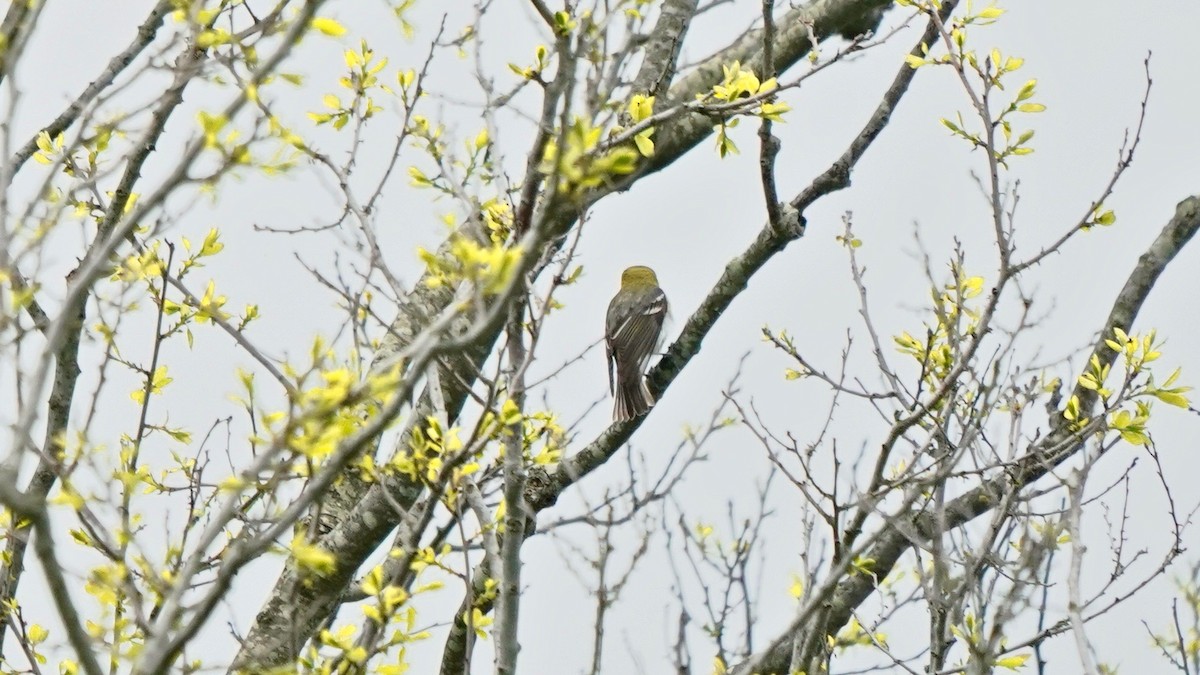 Yellow-throated Vireo - Indira Thirkannad