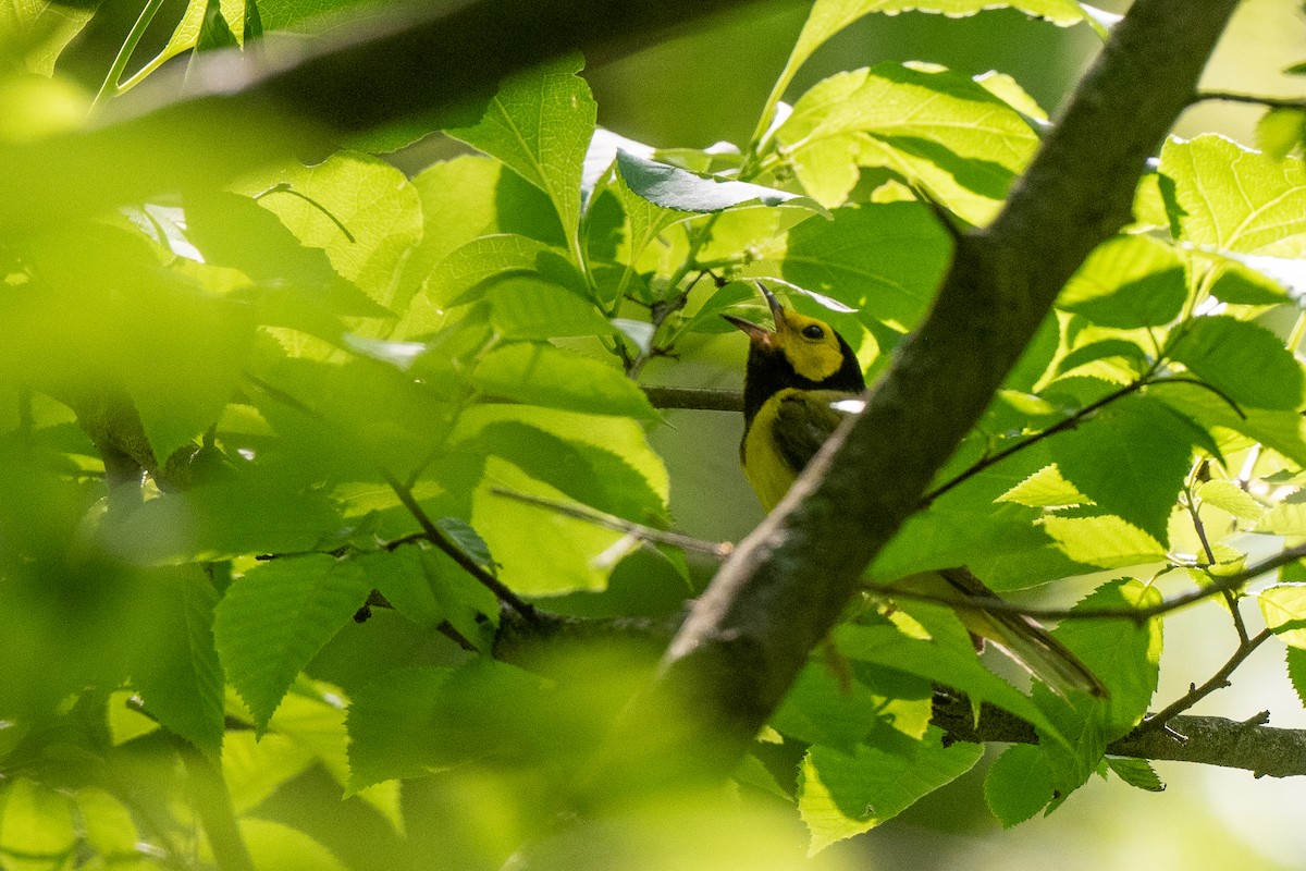 Hooded Warbler - Susan Teefy