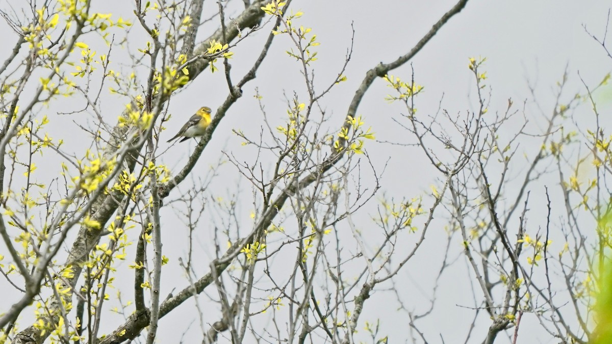 Yellow-throated Vireo - Indira Thirkannad