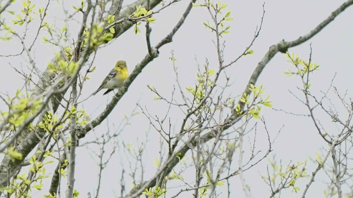 Yellow-throated Vireo - Indira Thirkannad