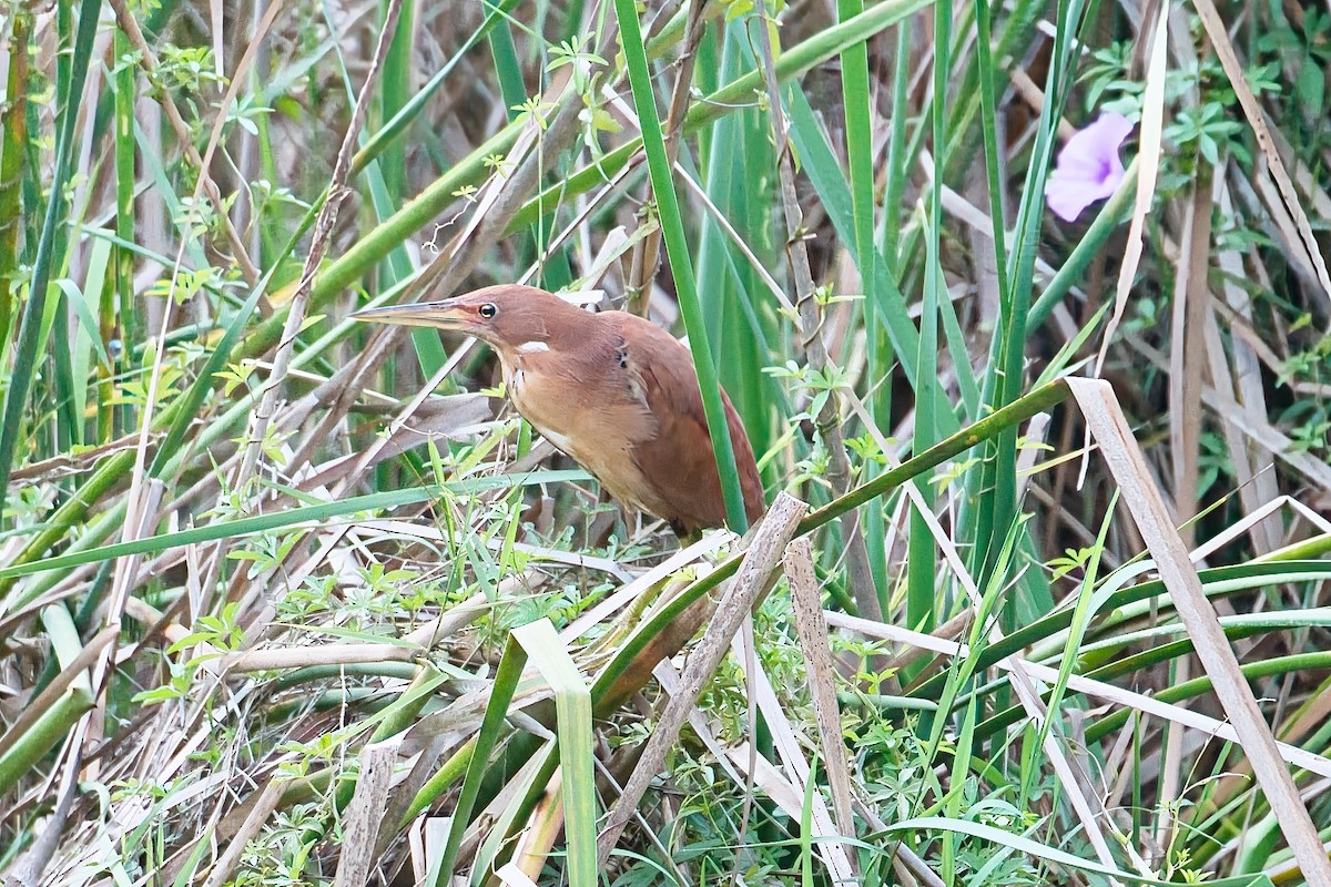 Cinnamon Bittern - ML619481361