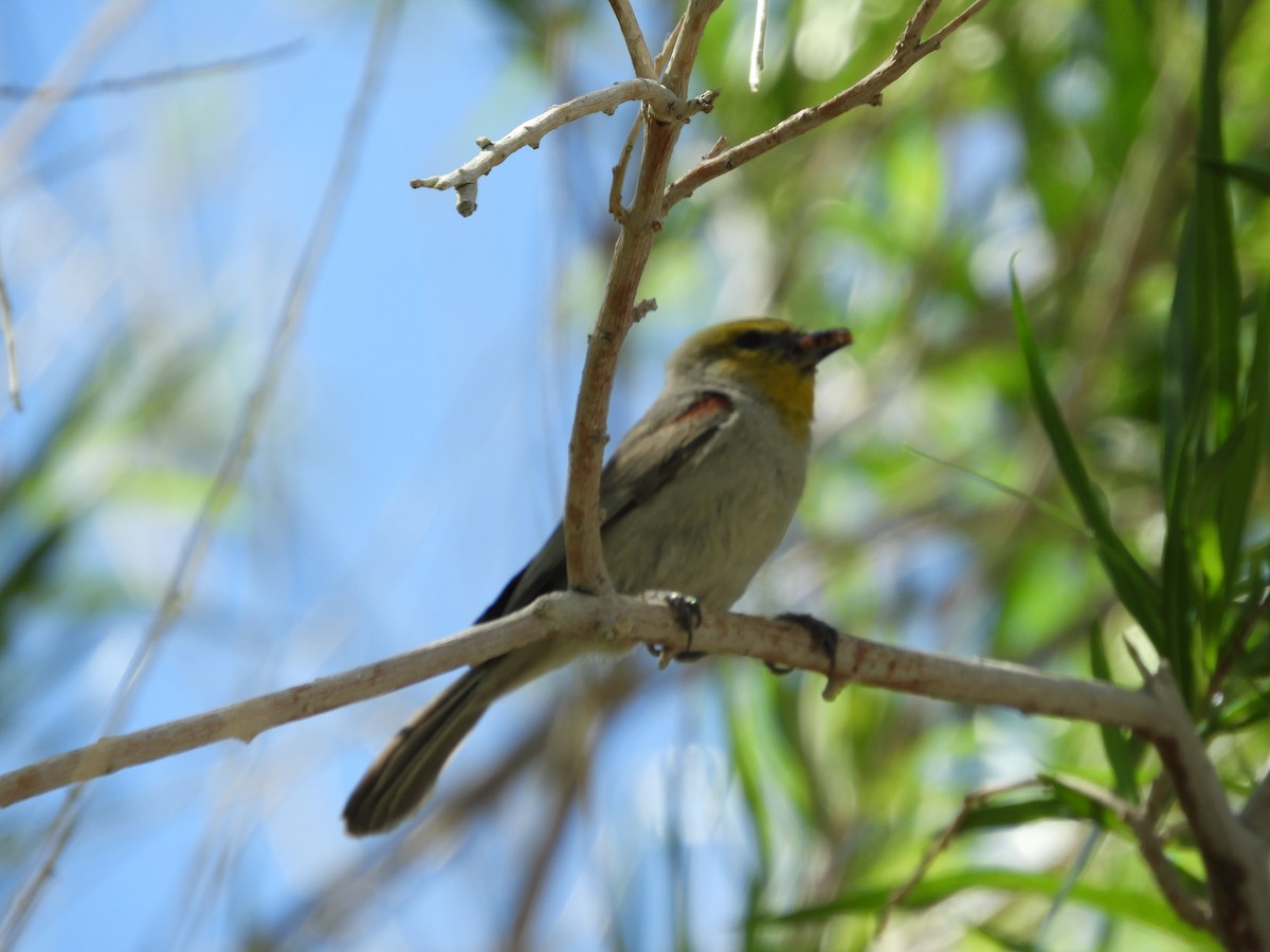 Verdin - Thomas Bürgi