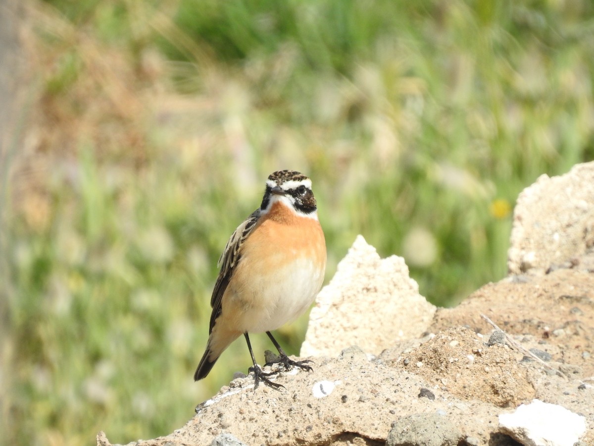 Whinchat - Fabio Marcolin