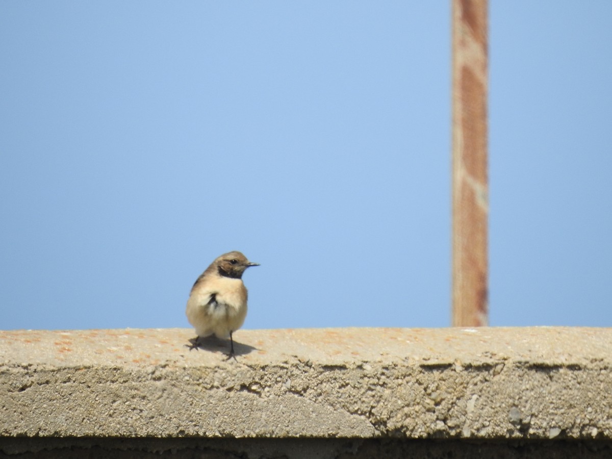 Eastern Black-eared Wheatear - ML619481373