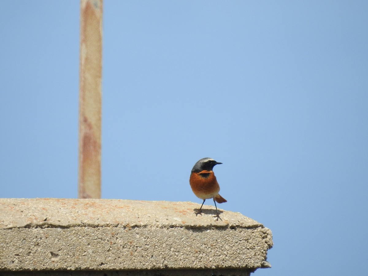 Common Redstart - Fabio Marcolin