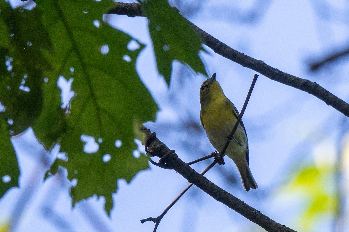 Yellow-throated Vireo - Susan Teefy