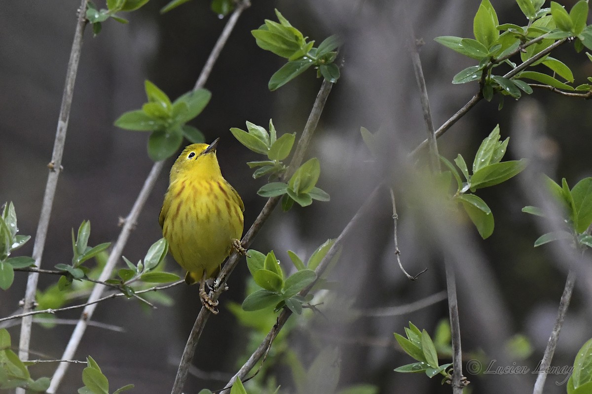 Paruline jaune - ML619481387