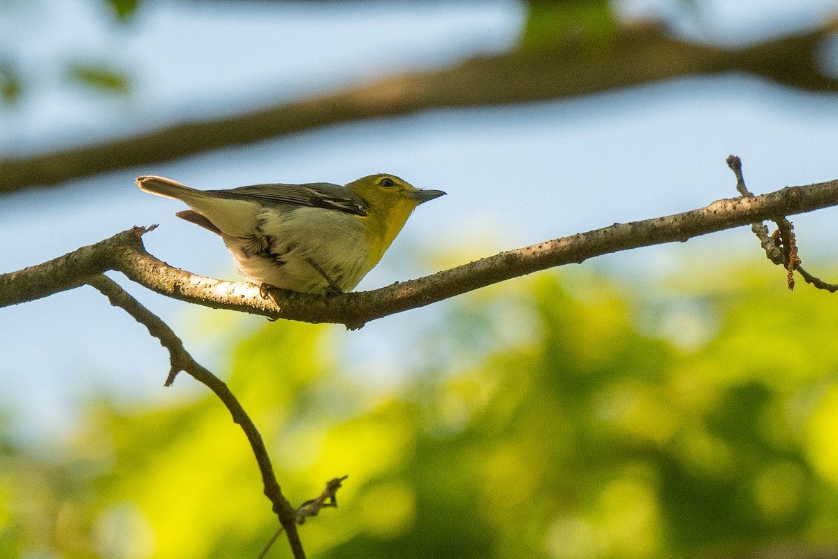 Yellow-throated Vireo - Susan Teefy