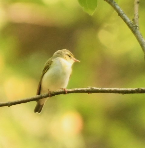 Wood Warbler - ML619481390