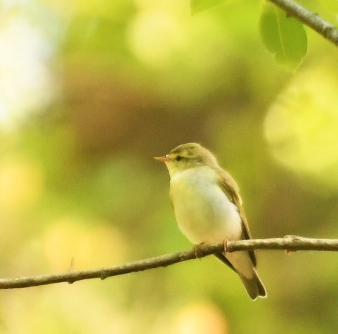 Wood Warbler - Sunanda Vinayachandran