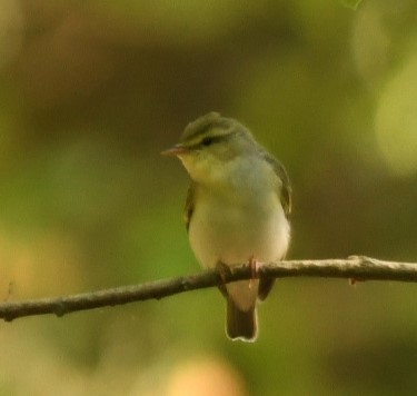 Wood Warbler - Sunanda Vinayachandran