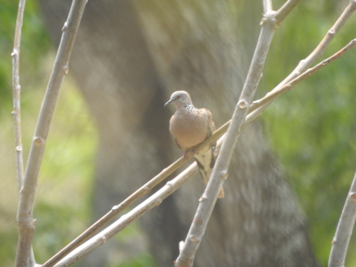 Spotted Dove - Arun Karthi