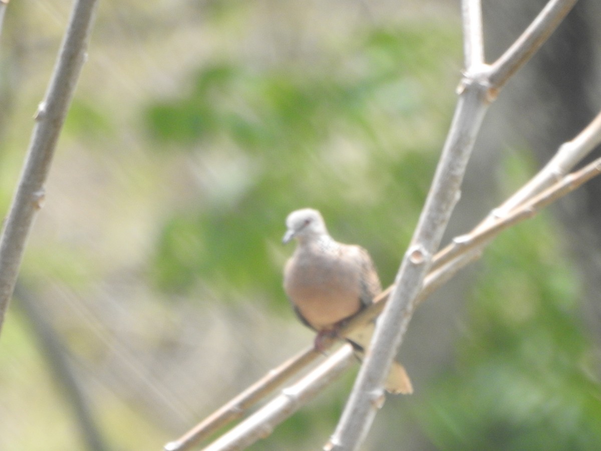 Spotted Dove - Arun Karthi