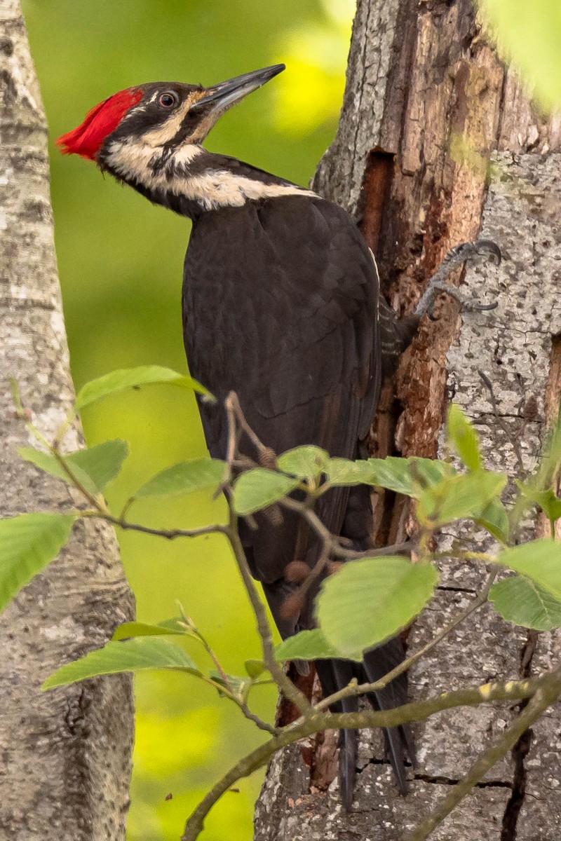 Pileated Woodpecker - Sean Leahy