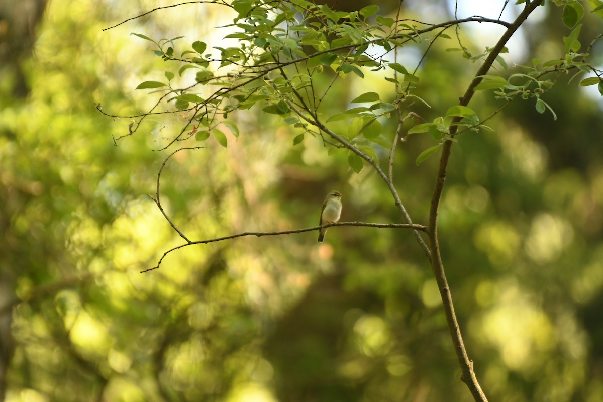 Wood Warbler - Sunanda Vinayachandran
