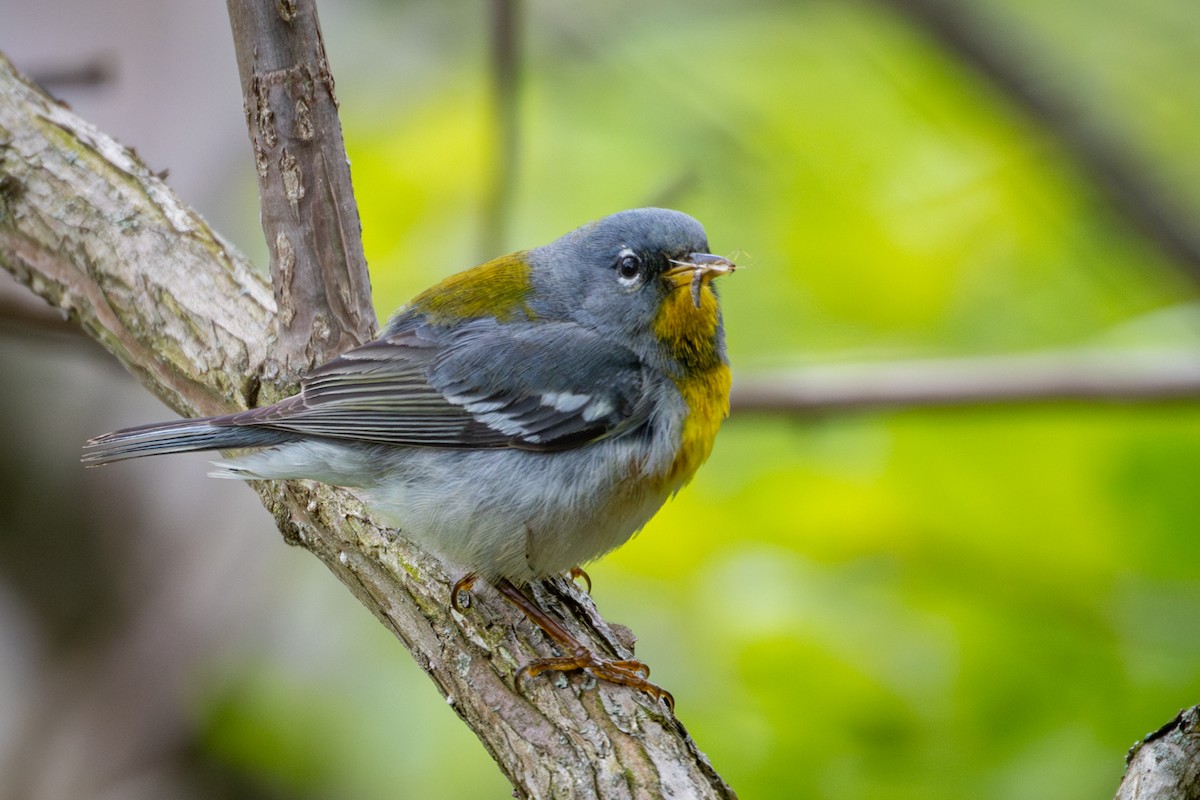 Northern Parula - Michael Warner