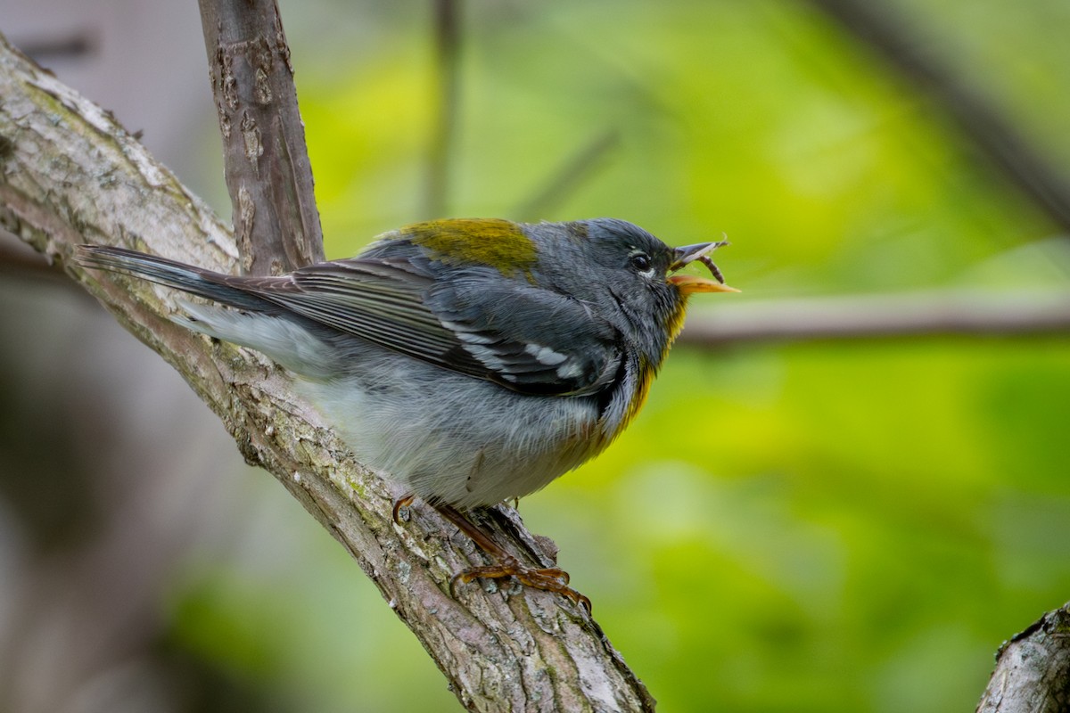 Northern Parula - Michael Warner