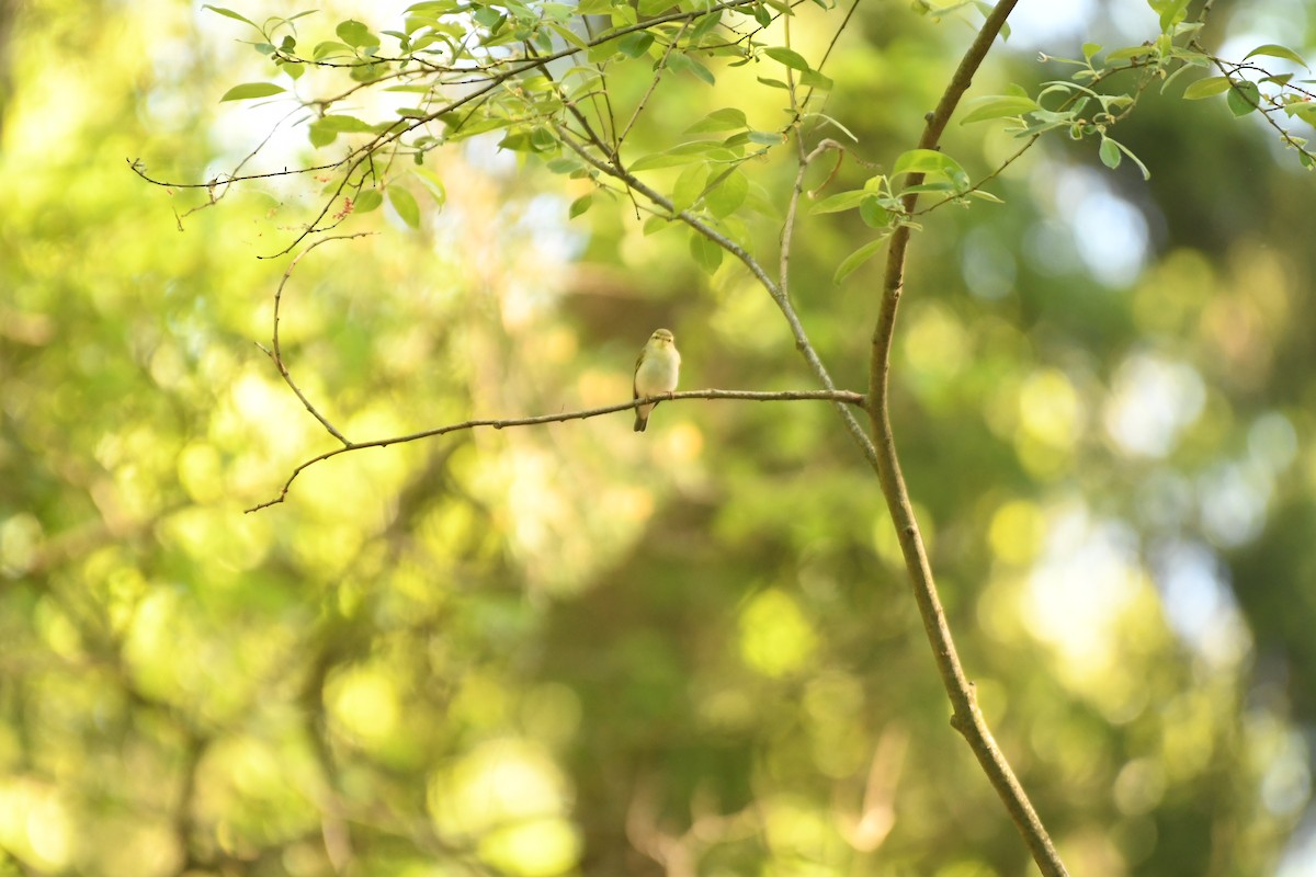 Wood Warbler - Sunanda Vinayachandran