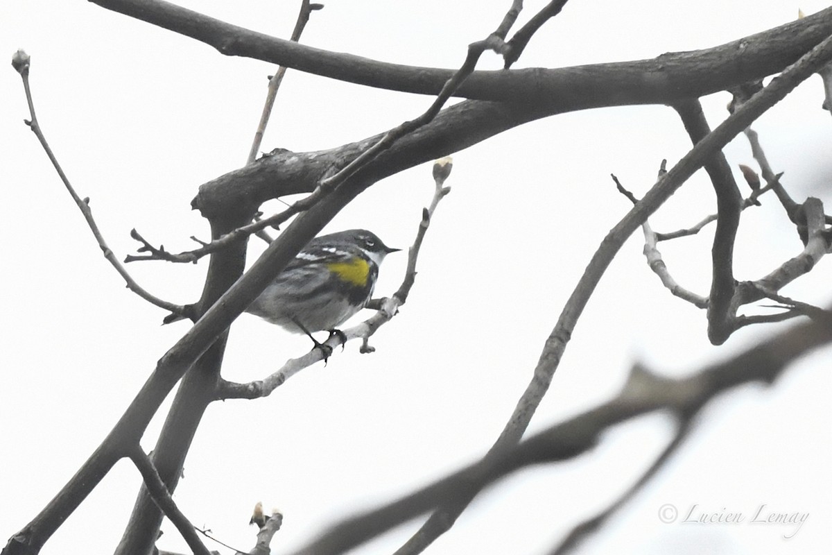 Paruline à croupion jaune - ML619481421