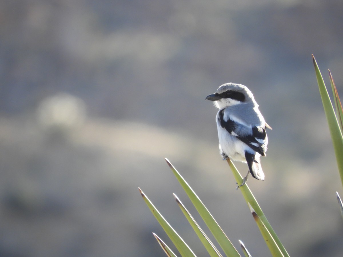 Loggerhead Shrike - Thomas Bürgi