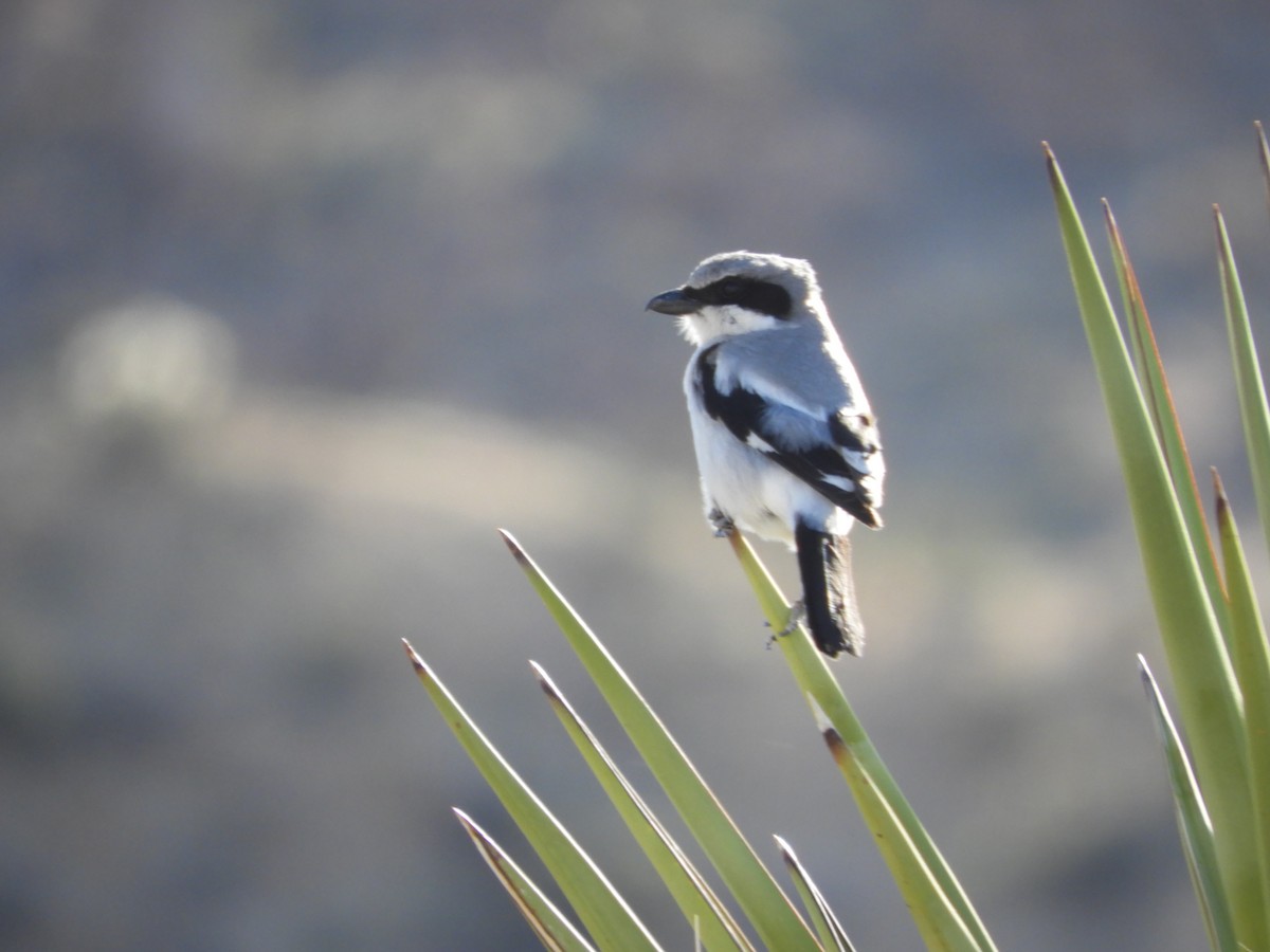 Loggerhead Shrike - Thomas Bürgi