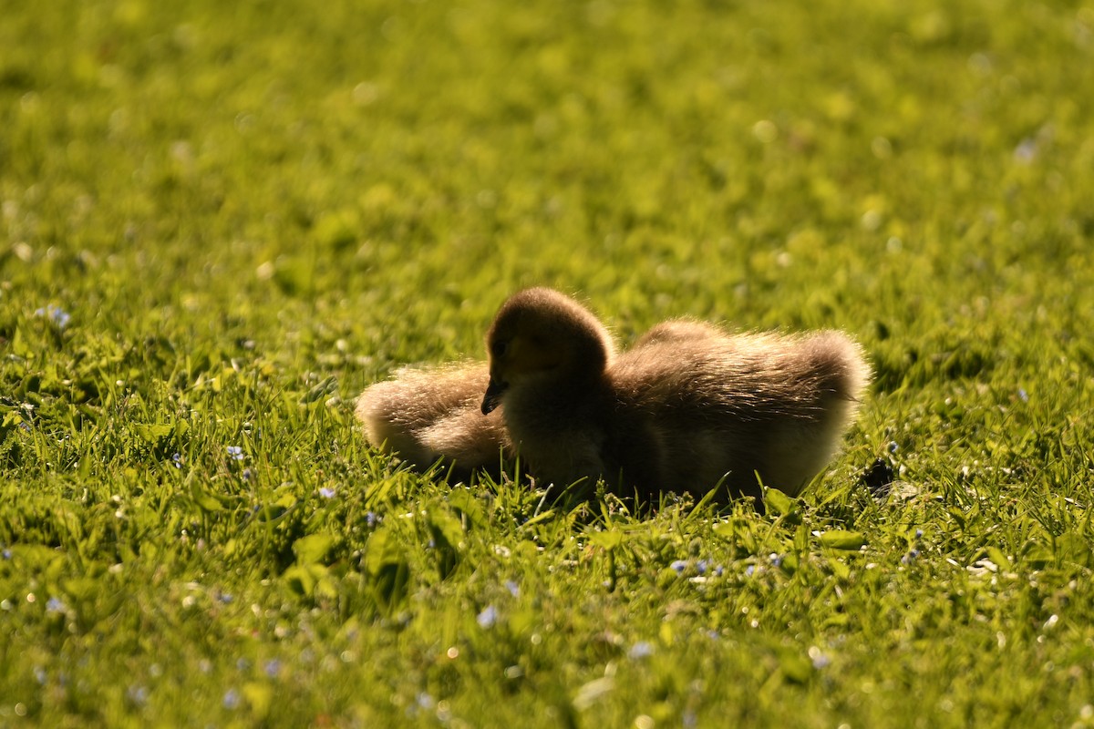 Canada Goose - ML619481428