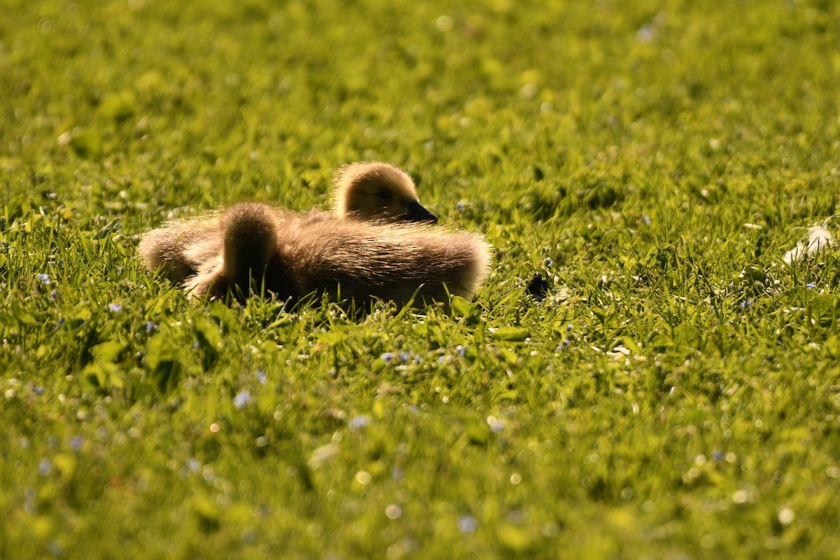 Canada Goose - ML619481431