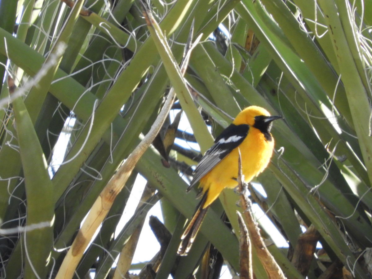 Hooded Oriole - Thomas Bürgi