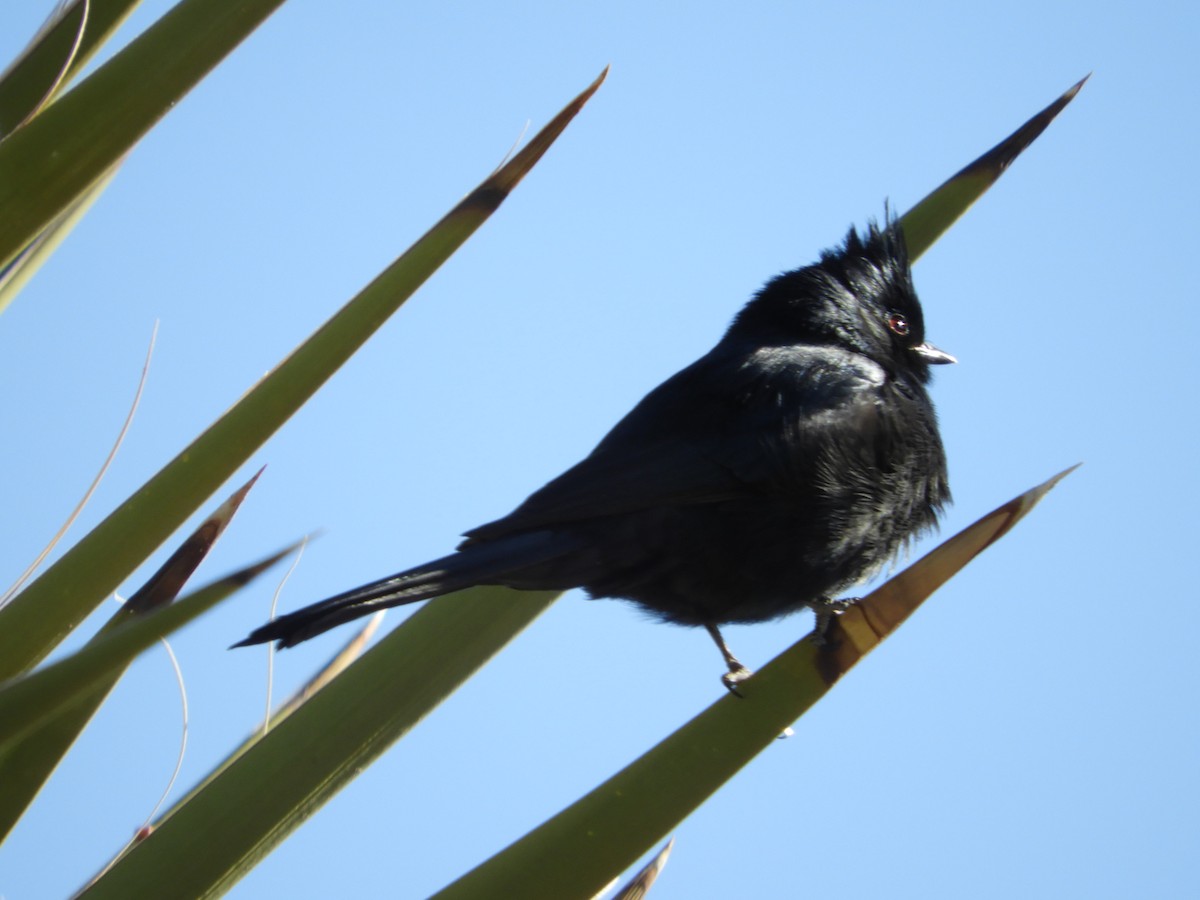 Phainopepla - Thomas Bürgi