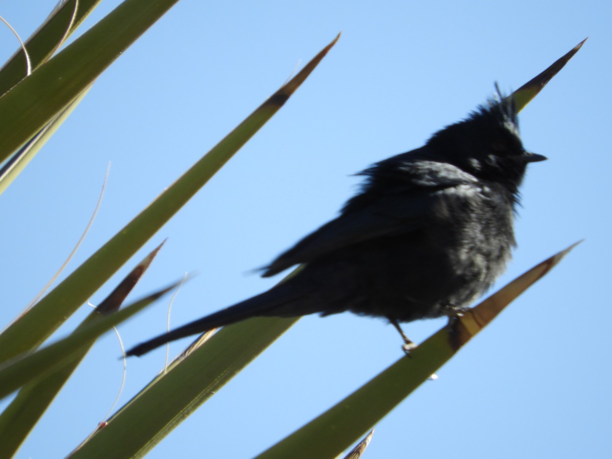 Phainopepla - Thomas Bürgi